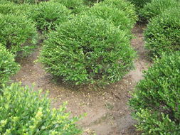 紅葉小檗在園林綠化中的應用 以江蘇沭陽長青園林工程為例