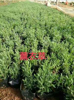 山東青州 從浪漫熏衣草花海到覆蓋華北的園林綠化產業鏈